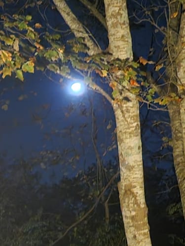 Reviewer's view of a bright moon seen through tree branches at night, capturing the mood of a Mystery Premium Ounce review.