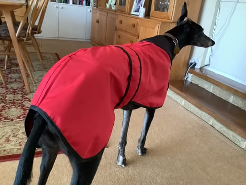 Customer photo review of Regna - Lightweight Summer Sighthound Coat with Harness Hole Zip