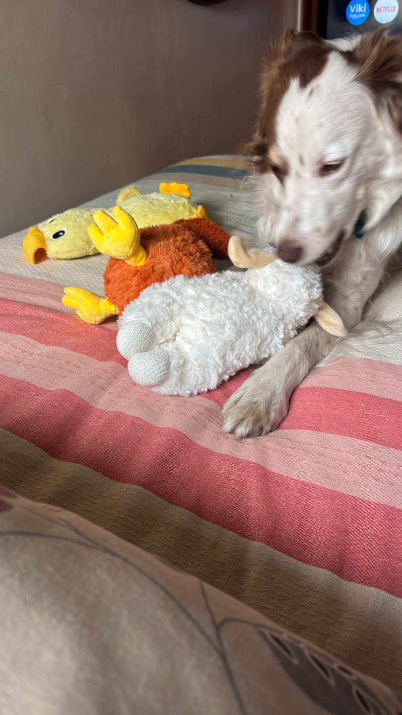 Customer photo review of Trío de Calma THE DOGS — Gallina + Pato + Oveja