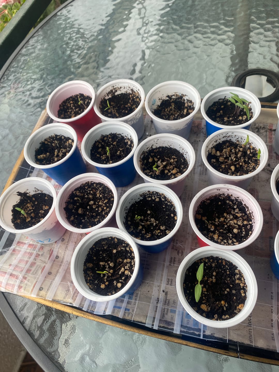 Customer photo review of Tomate Tomate Mix