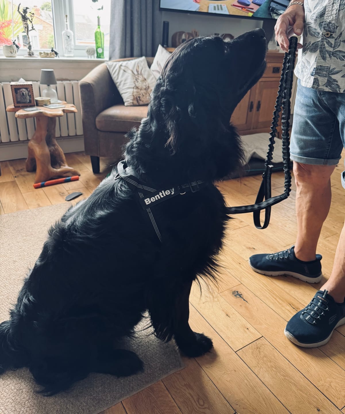 Customer photo review of HARNAIS ANTI-TRACTION POUR CHIEN