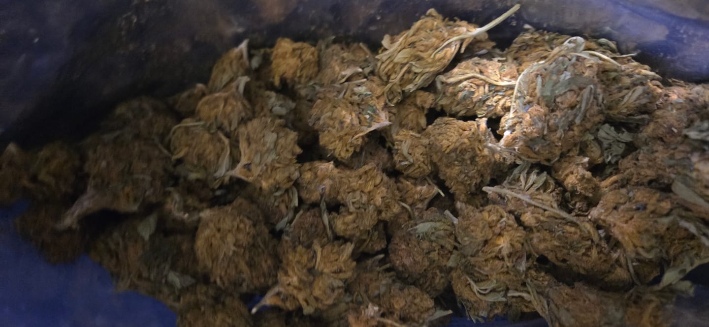 Customer photo review of Cheap THCA Flower Half Pound