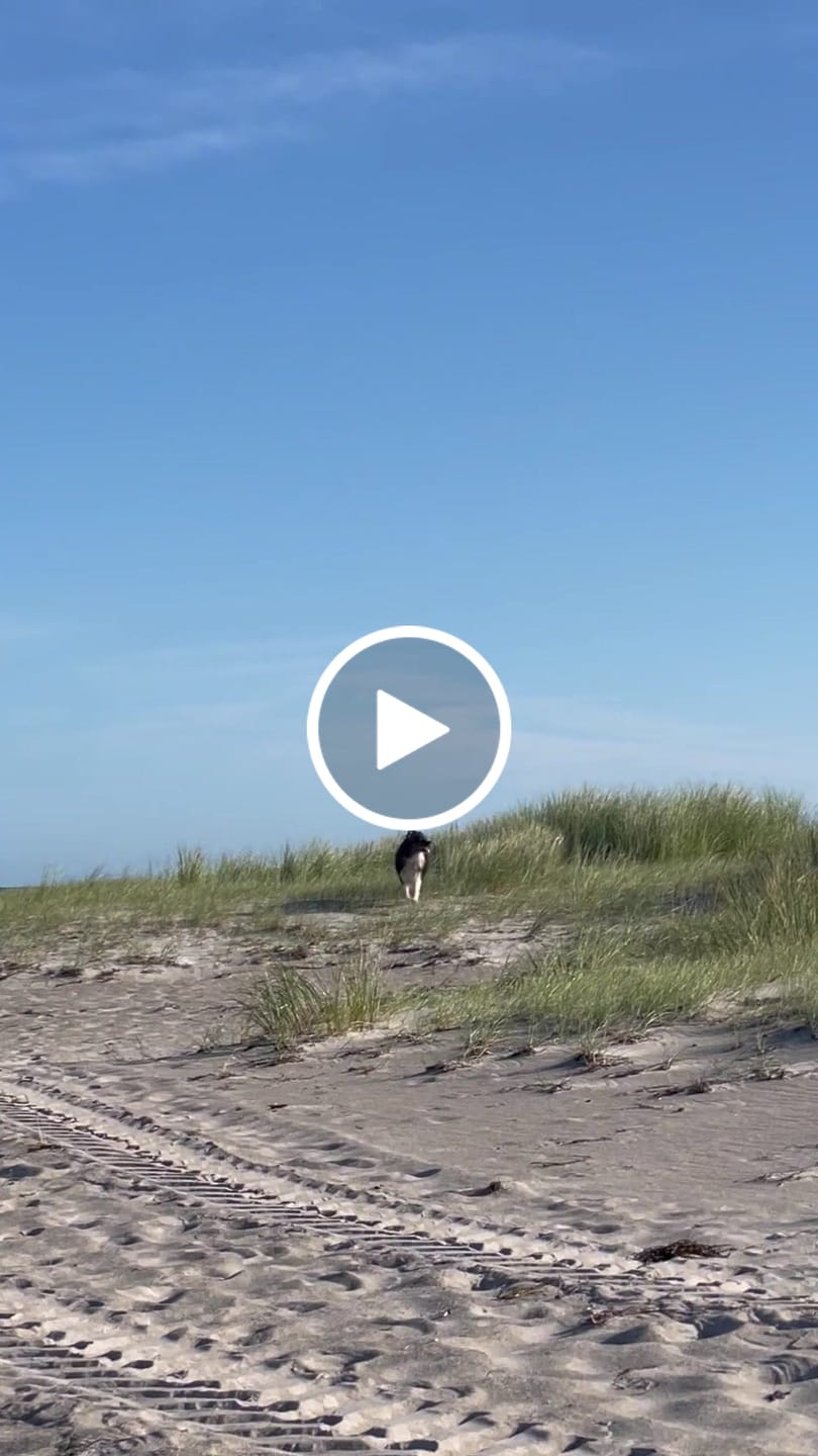 Customer video review of Wurmtest Plus Hund