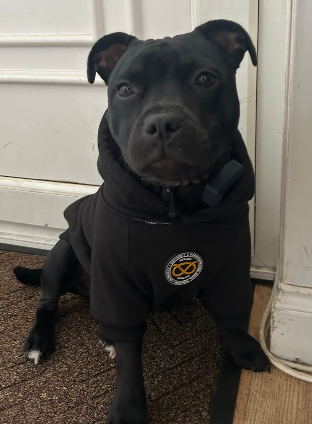 Customer photo review of Staffordshire Bull Terrier 1935® Hoodies - Black