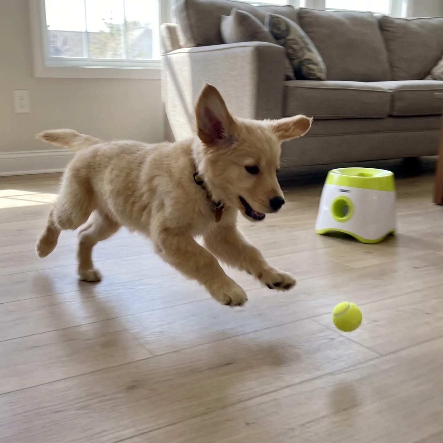 Customer photo review of TheraPaw™ Automatic Dog Ball Launcher