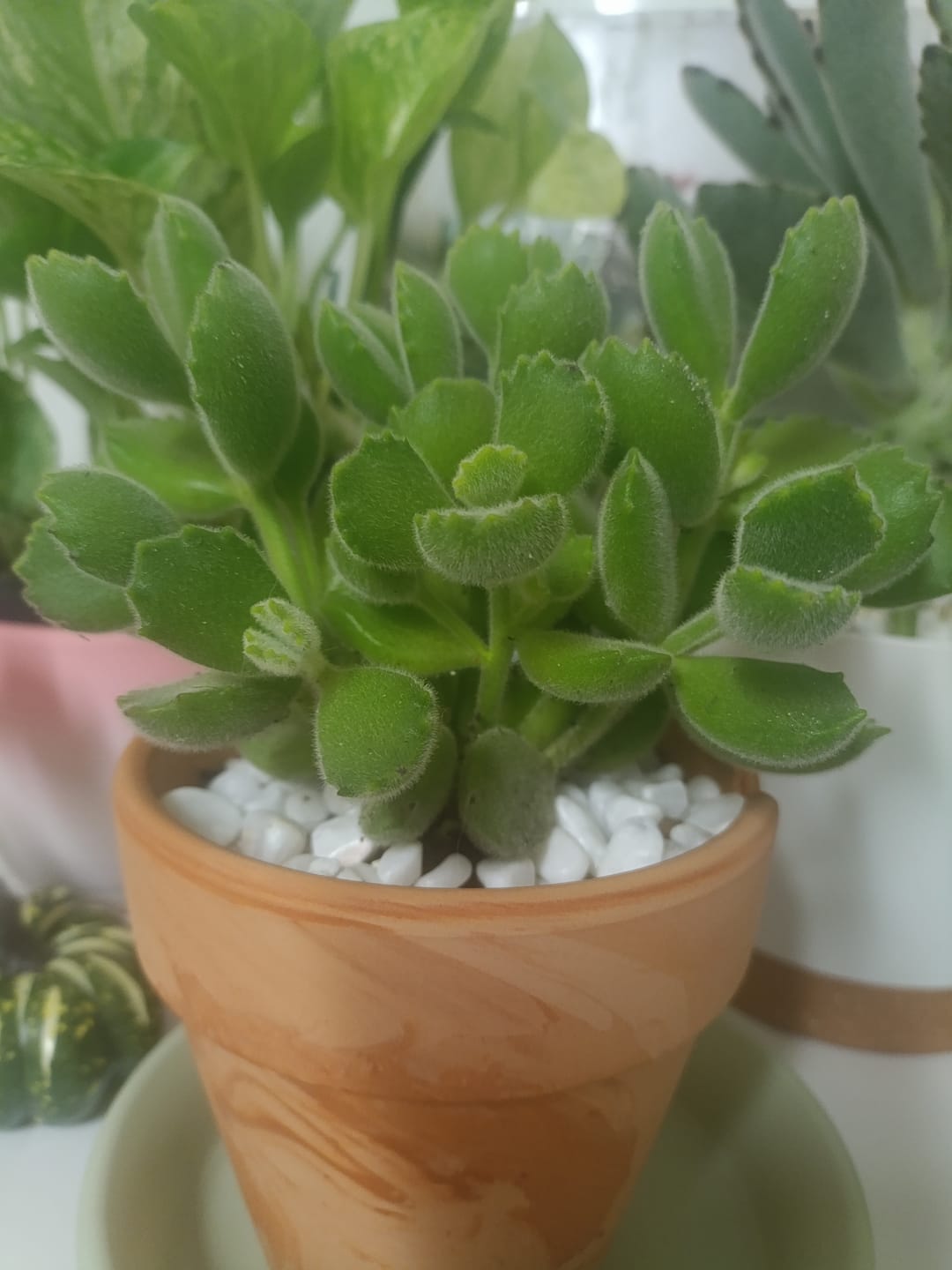 Customer photo review of Cotyledon tomentosa "Patinhas de Urso"