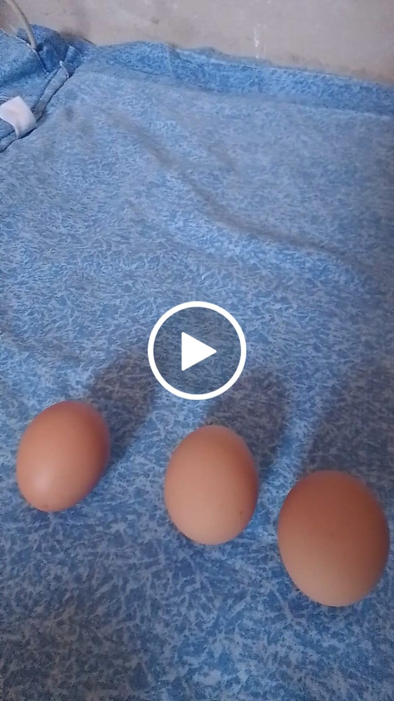 Customer video review of Avi Layer & Breeder (Fertility, Egg Quality & Skeletal Support for All Birds)