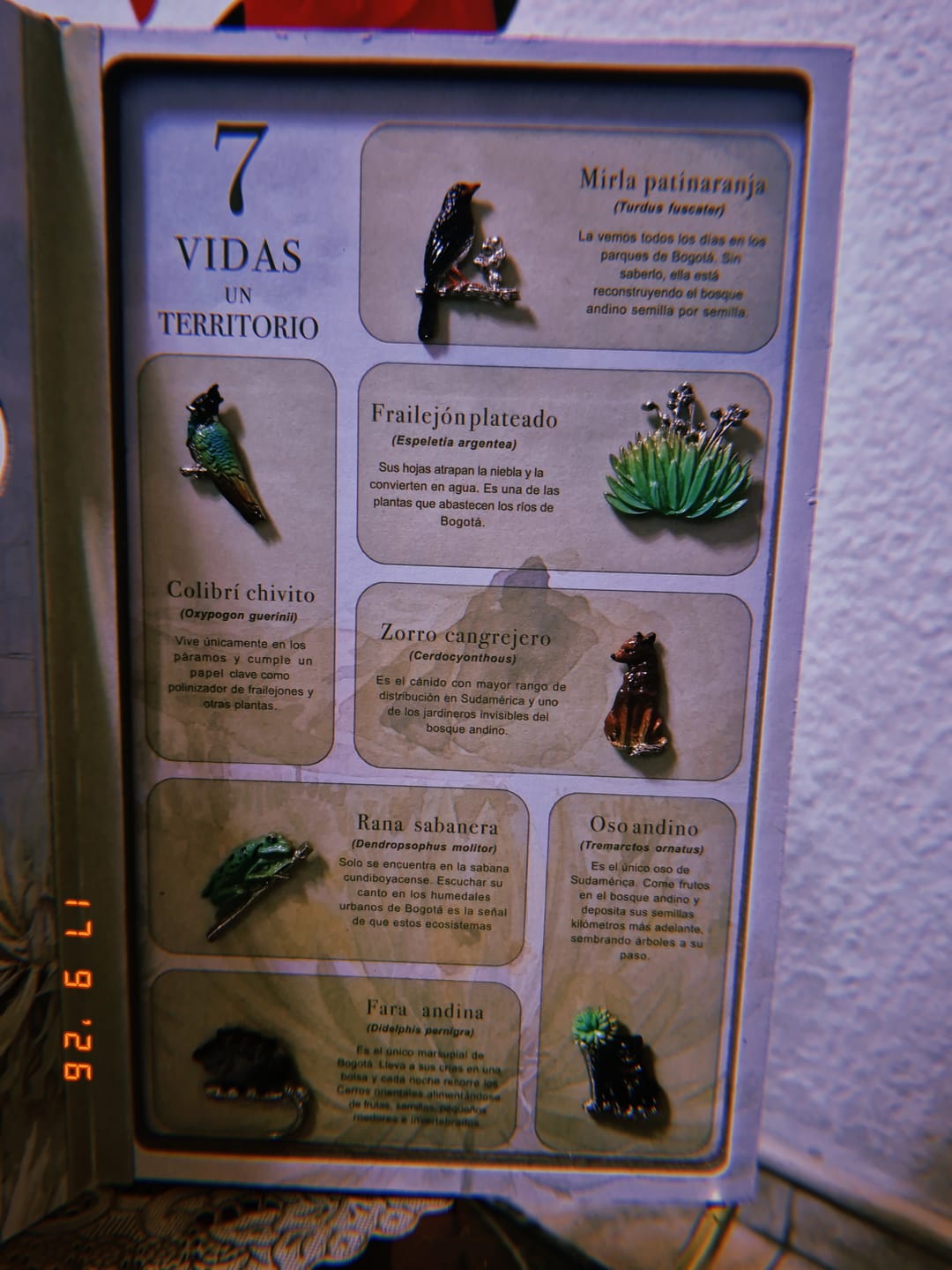 Customer photo review of 7 Vidas, Un Territorio