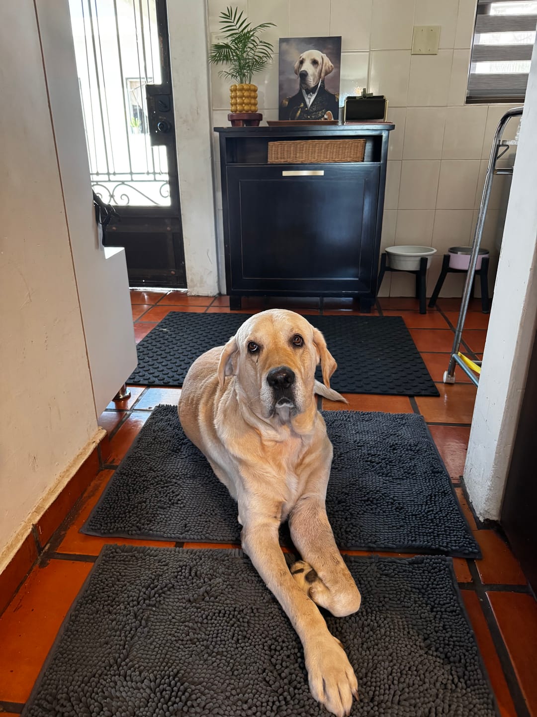 Customer photo review of Tapete Absorbente para Perros