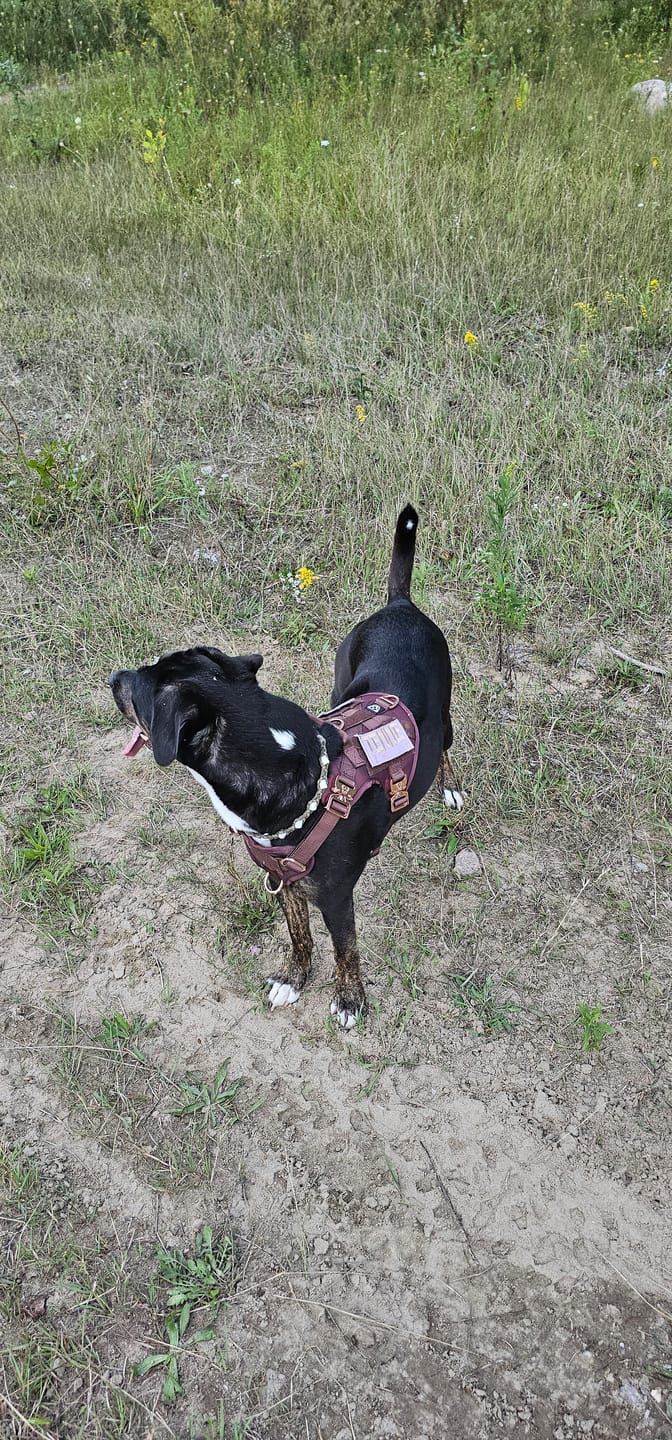 Customer photo review of HNTR 3.0 Dog Harness - Chocolate