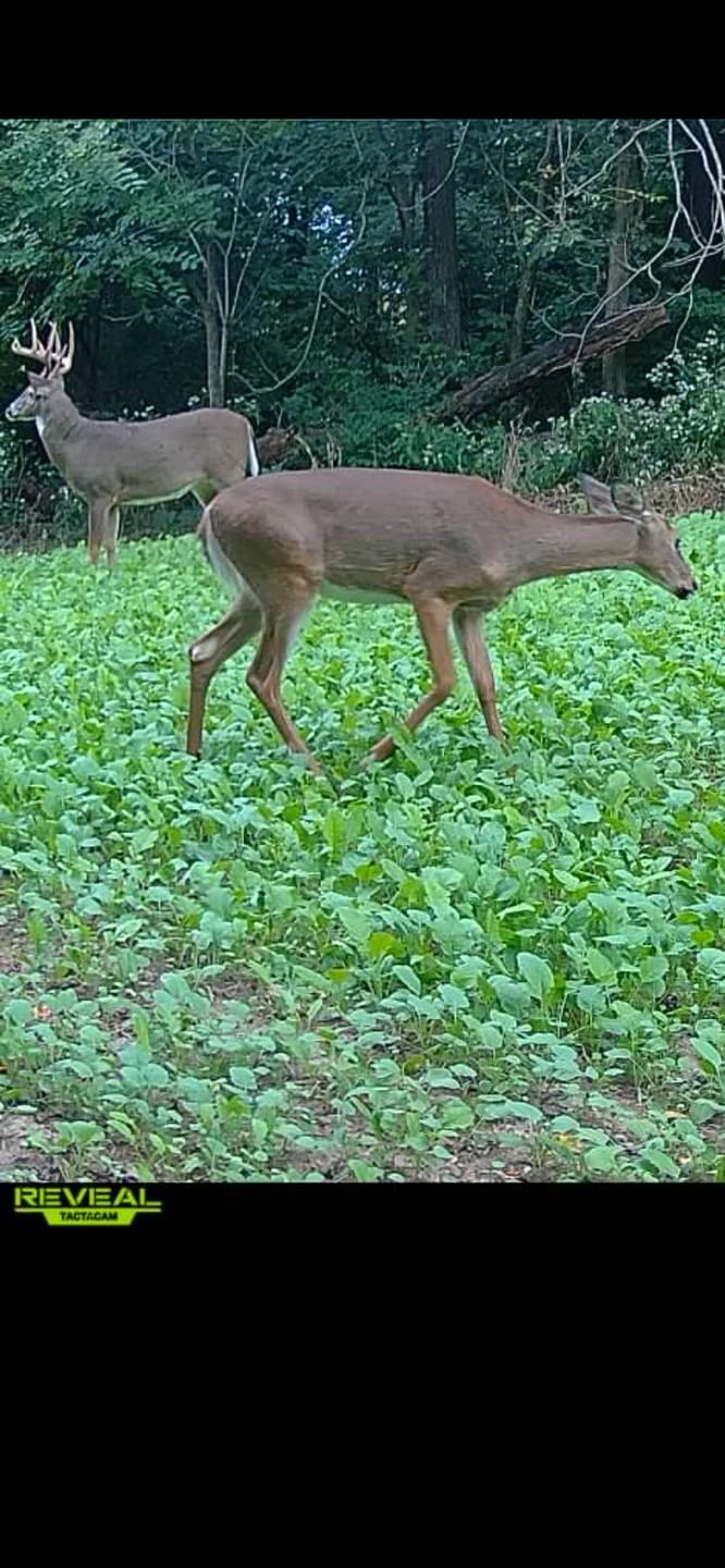 Customer photo review of Late Season Brassicas