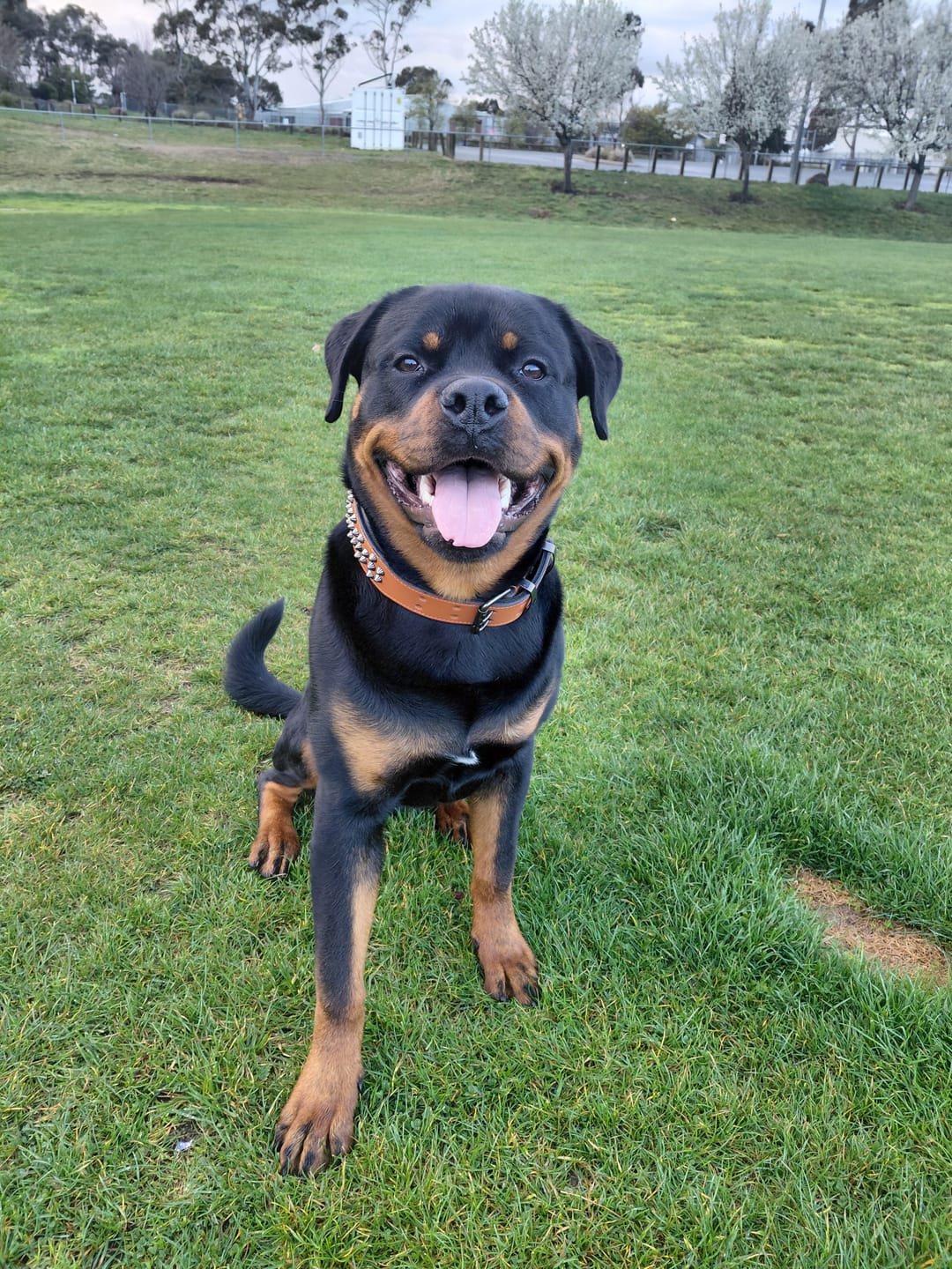 Customer photo review of Hand Made Leather Dog Collar - Ruthless Red & Black (Wide Fit)