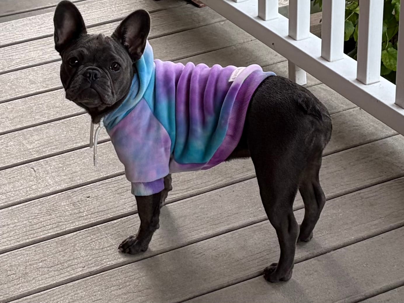 Customer photo review of Velvet Dog Hoodie - 90s Retro
