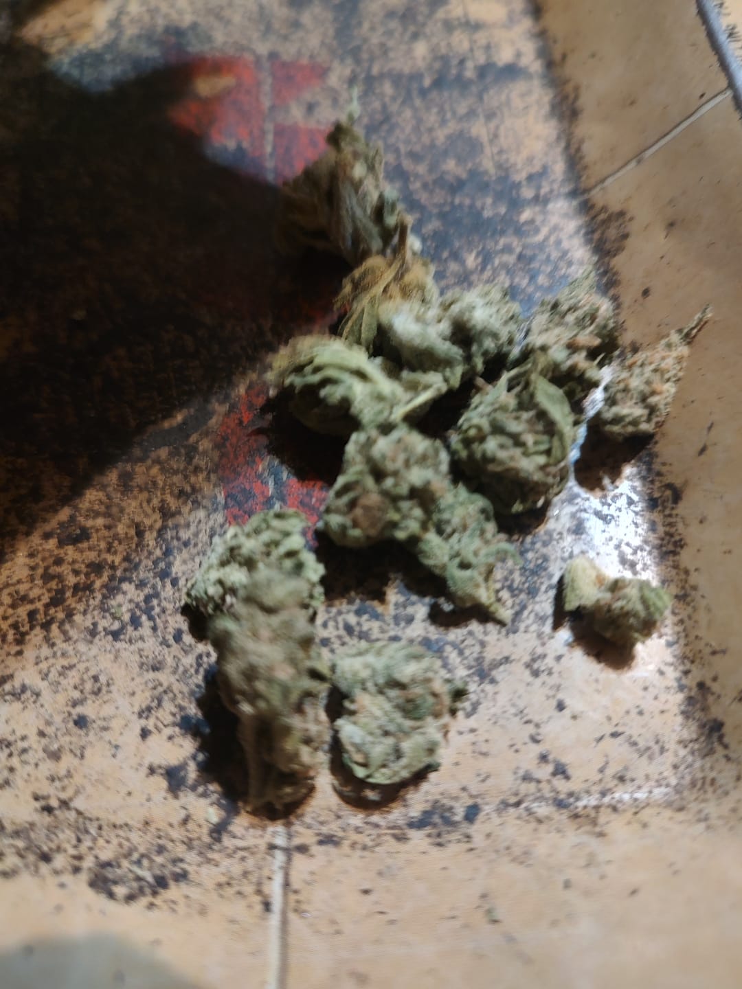 Customer photo review of Grease Monkey Minis - Bulk Minis - Indica