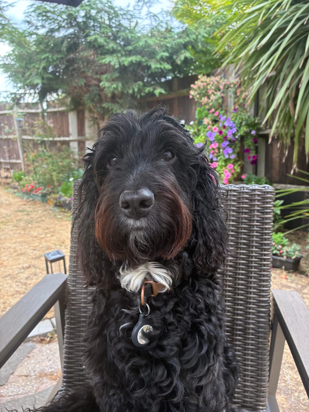 Customer photo review of Original Beef - Adult Dry Dog Food 15Kg