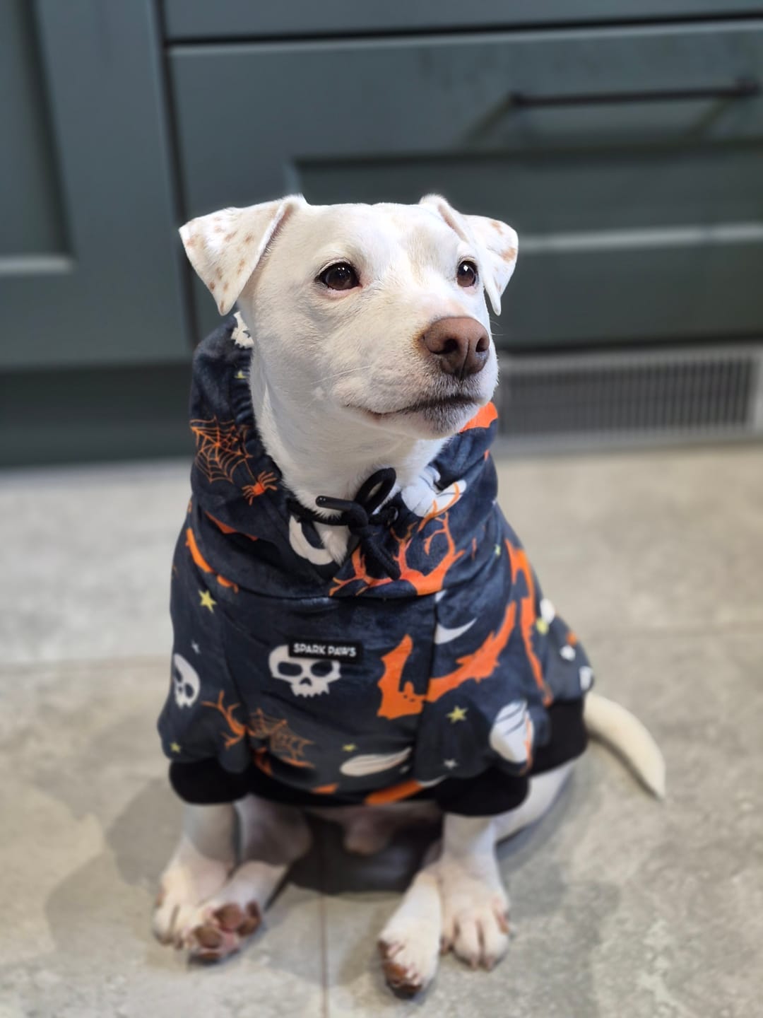 Customer photo review of Halloween Dog Hoodie - Black