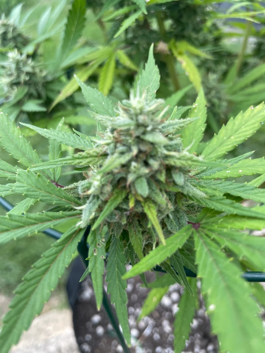 Customer photo review of Cereal Milk Seeds