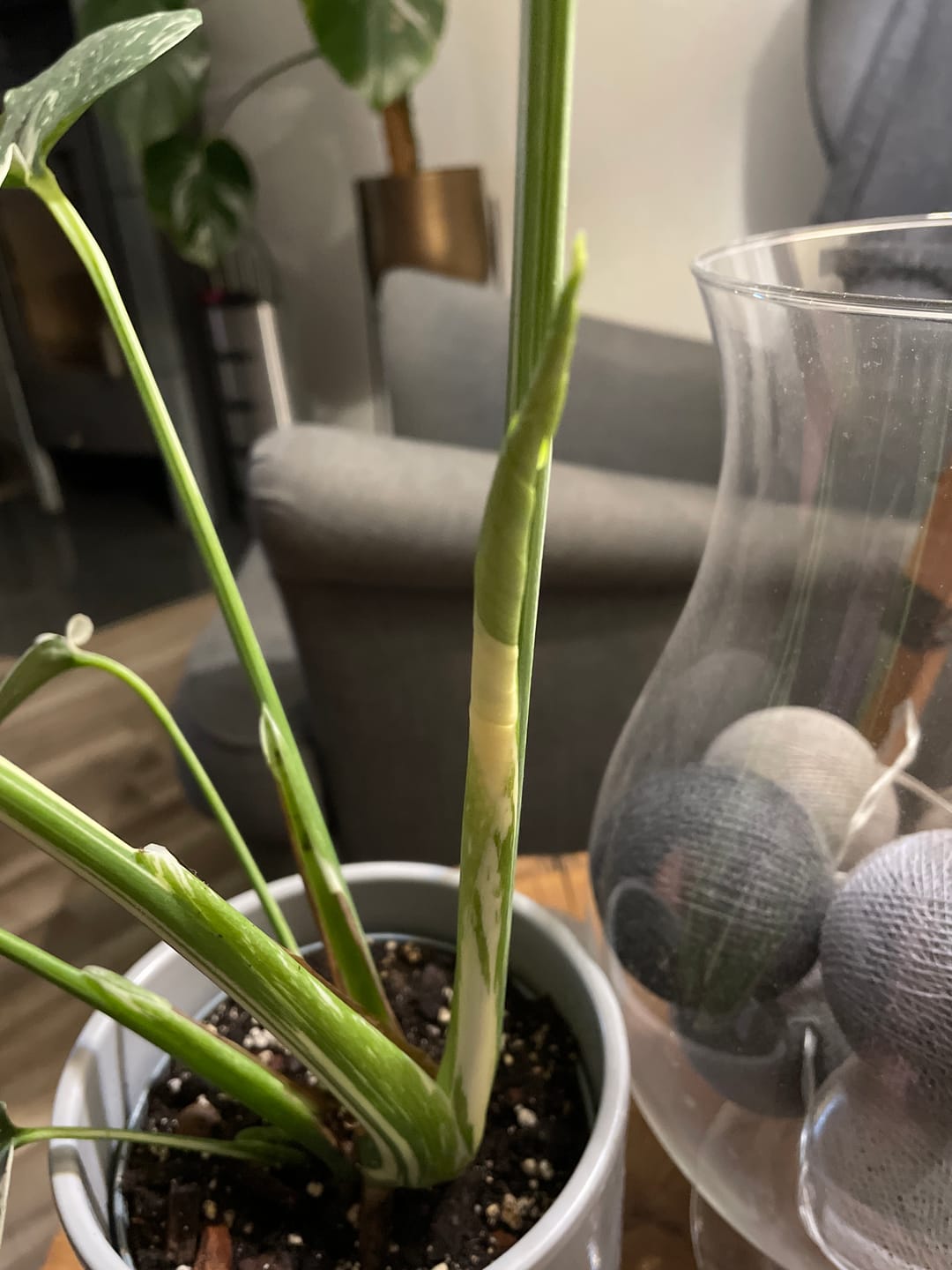 Customer photo review of SAD-PLANT-SET