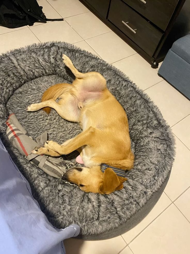 Customer photo review of Solo en Casa Sin Drama — Protocolo de 21 Días