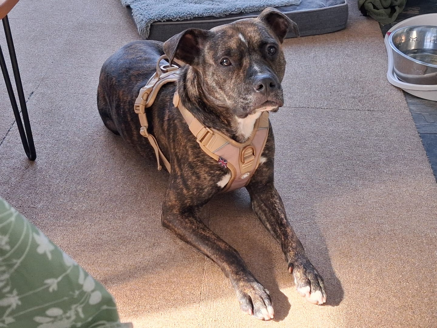 Customer photo review of Lightweight Training Double Ended Dog Lead | 2m Length - Tan x Tan