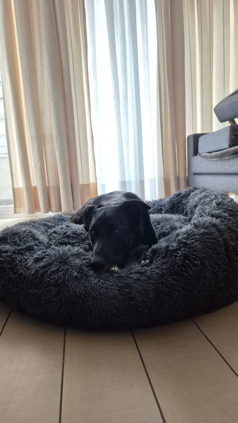 Customer photo review of Cama Anti-Estrés THE DOGS — Menos ansiedad, más descanso