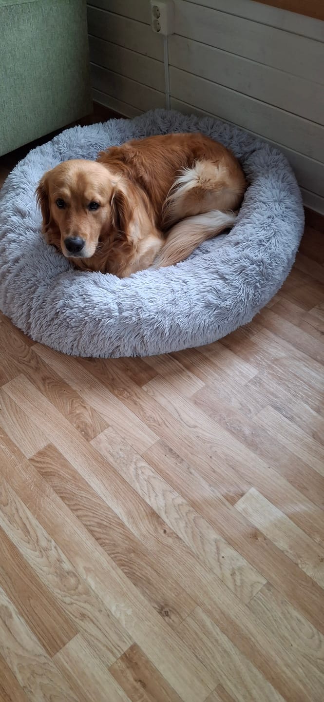 Customer photo review of CalmBed