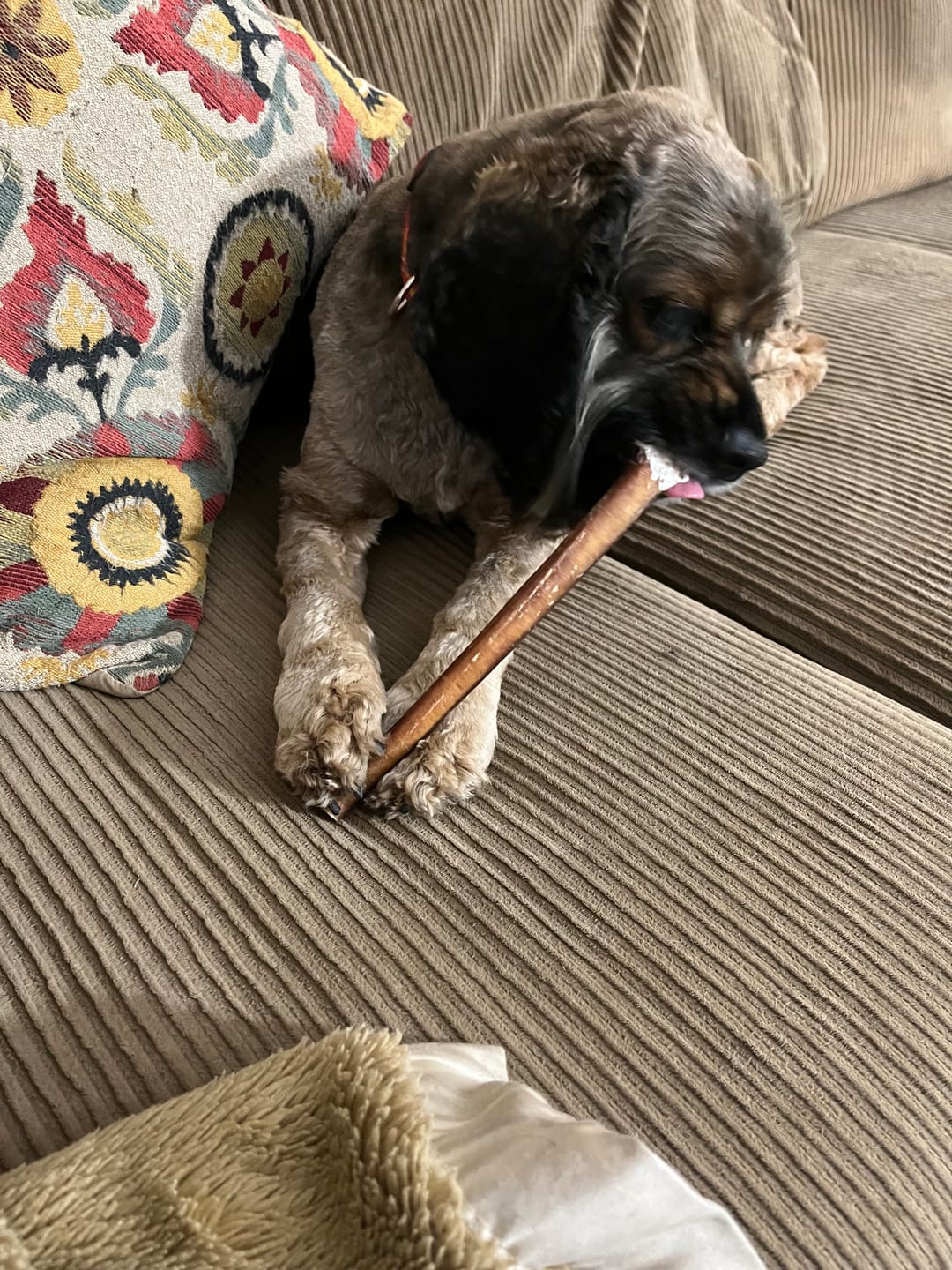Customer photo review of Bully Sticks