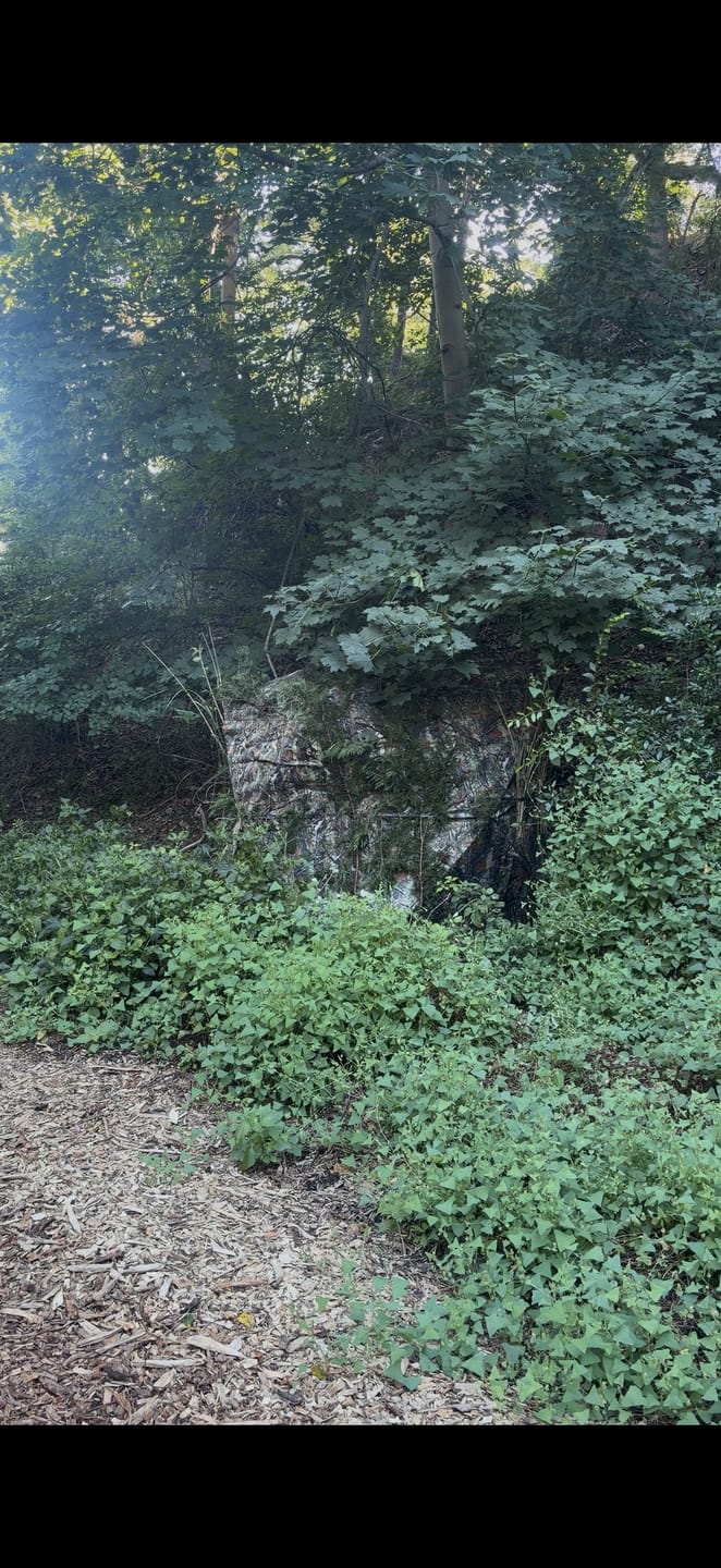 Customer photo review of VisTall 360 See-Through Ground Blind | 75-Inch 3 Person Pop Up Deer Blind with No-Trip Door | Portable Camo Hunting Blind with Blackout Curtain for Whitetail Deer Hunting