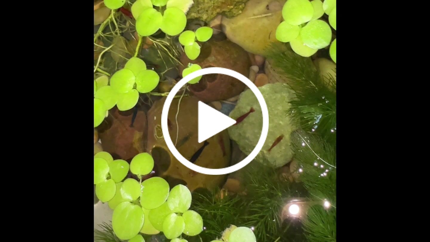 Customer video review of Neocaridina Skittles Shrimp Pack – Assorted Freshwater Colors