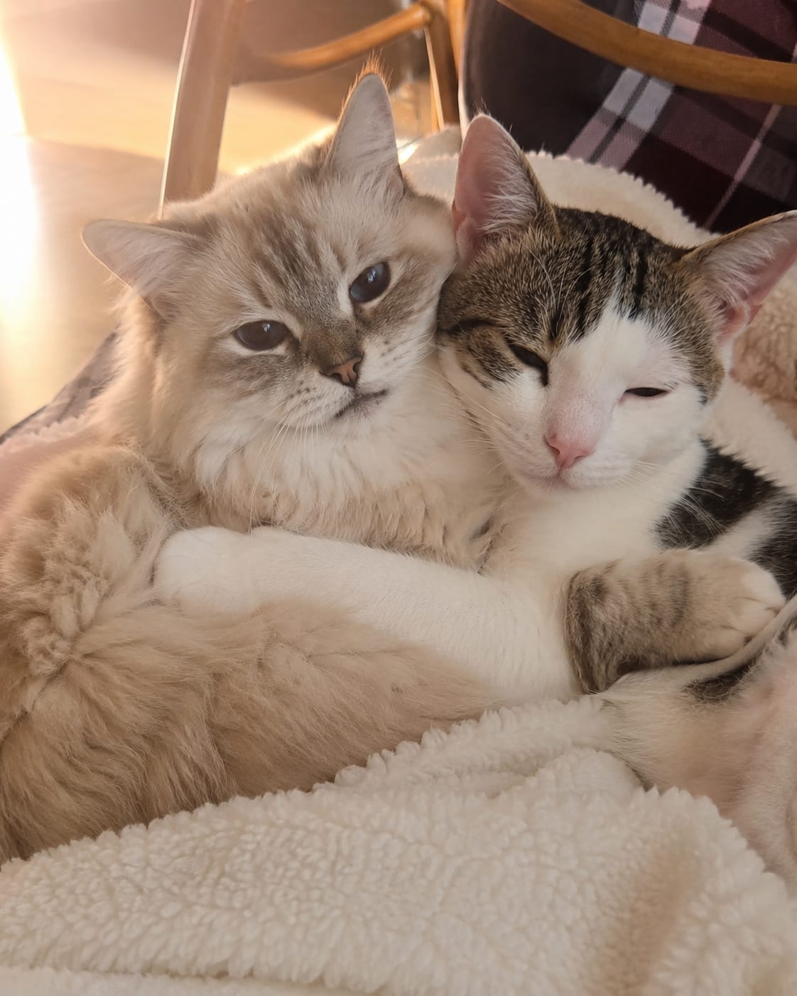 Customer photo review of Lungenwurmtest Katze