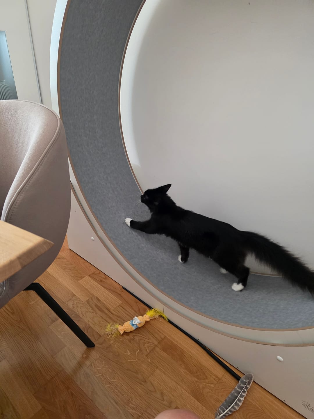 Customer photo review of Elmato Katzenlaufrad Simba