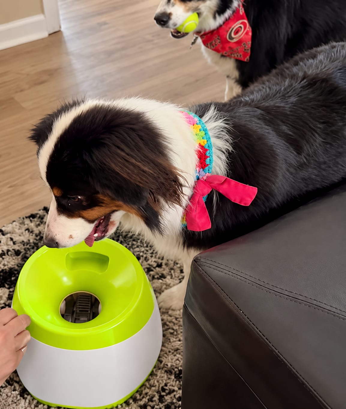 Customer photo review of TheraPaw™ Automatic Dog Ball Launcher
