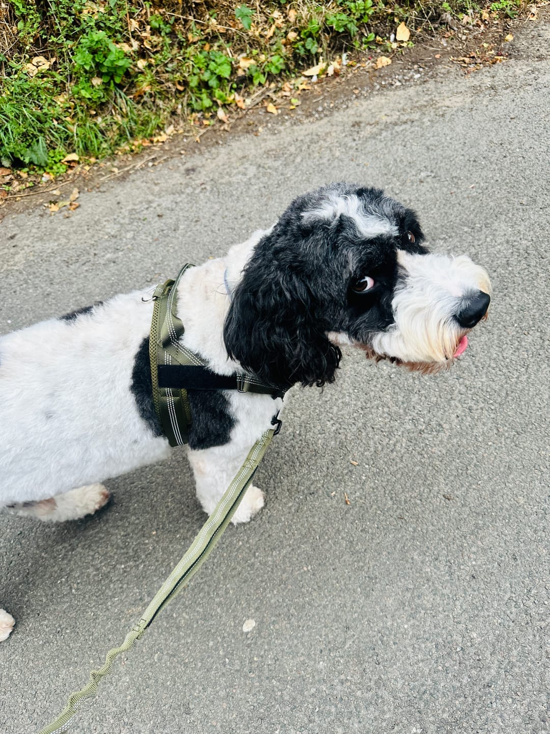Customer photo review of HARNAIS ANTI-TRACTION POUR CHIEN