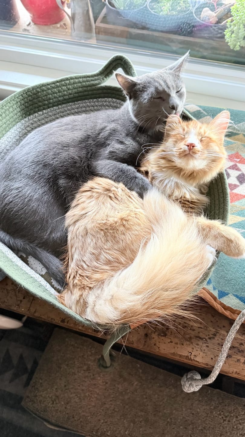 Customer photo review of Instinct Basket | Meet the first research-backed natural territory for indoor cats