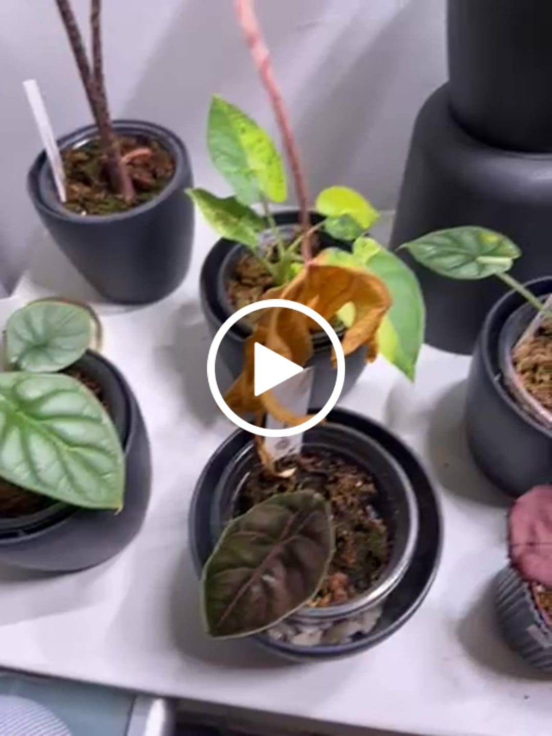 Customer video review of Alocasia Mix