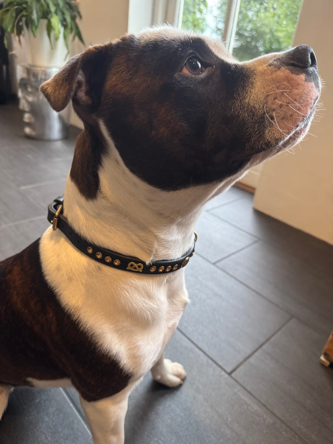 Customer photo review of Staffordshire Bull Terrier 1935® Show Collar & Leash Set - Amber - Black & Gold