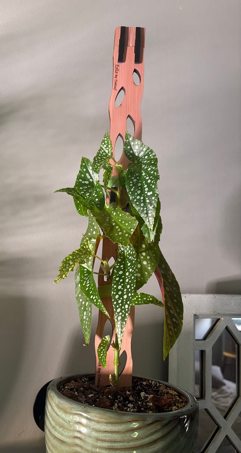 Customer photo review of Zella - Wooden Extendable Plant Support