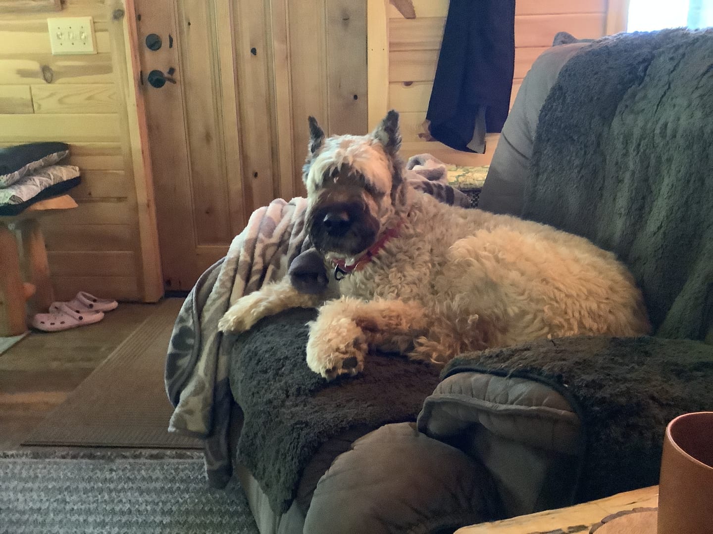 Customer photo review of K9 Belly Bliss