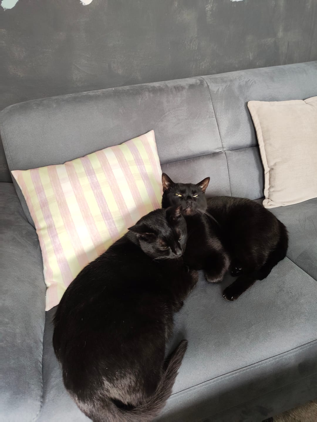 Customer photo review of Naturreines Katzenstreu