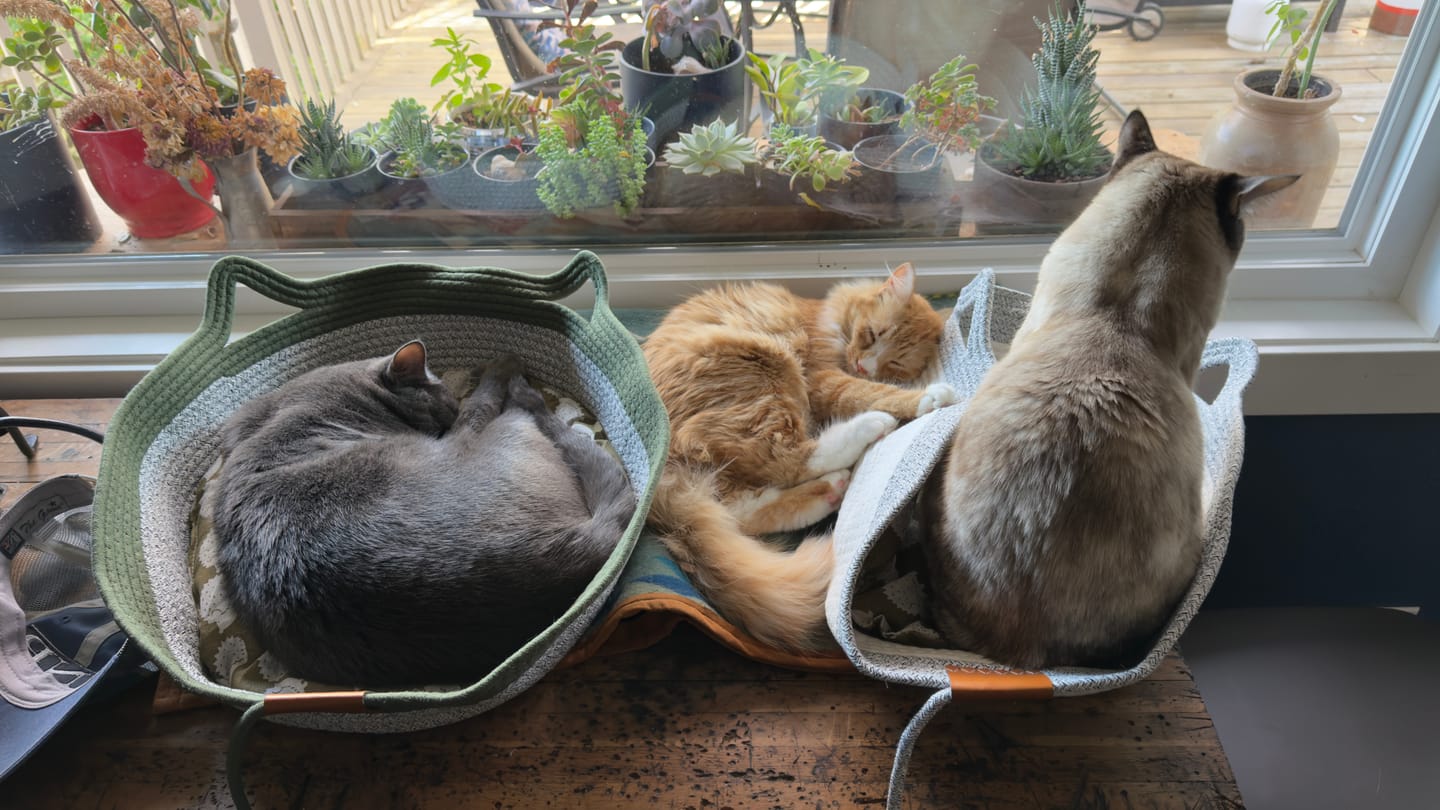 Customer photo review of Instinct Basket | Meet the first research-backed natural territory for indoor cats