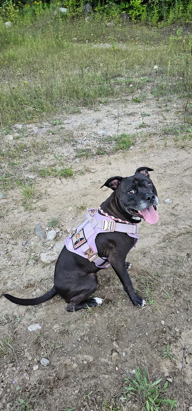 Customer photo review of HNTR 3.0 Dog Harness - Sofia