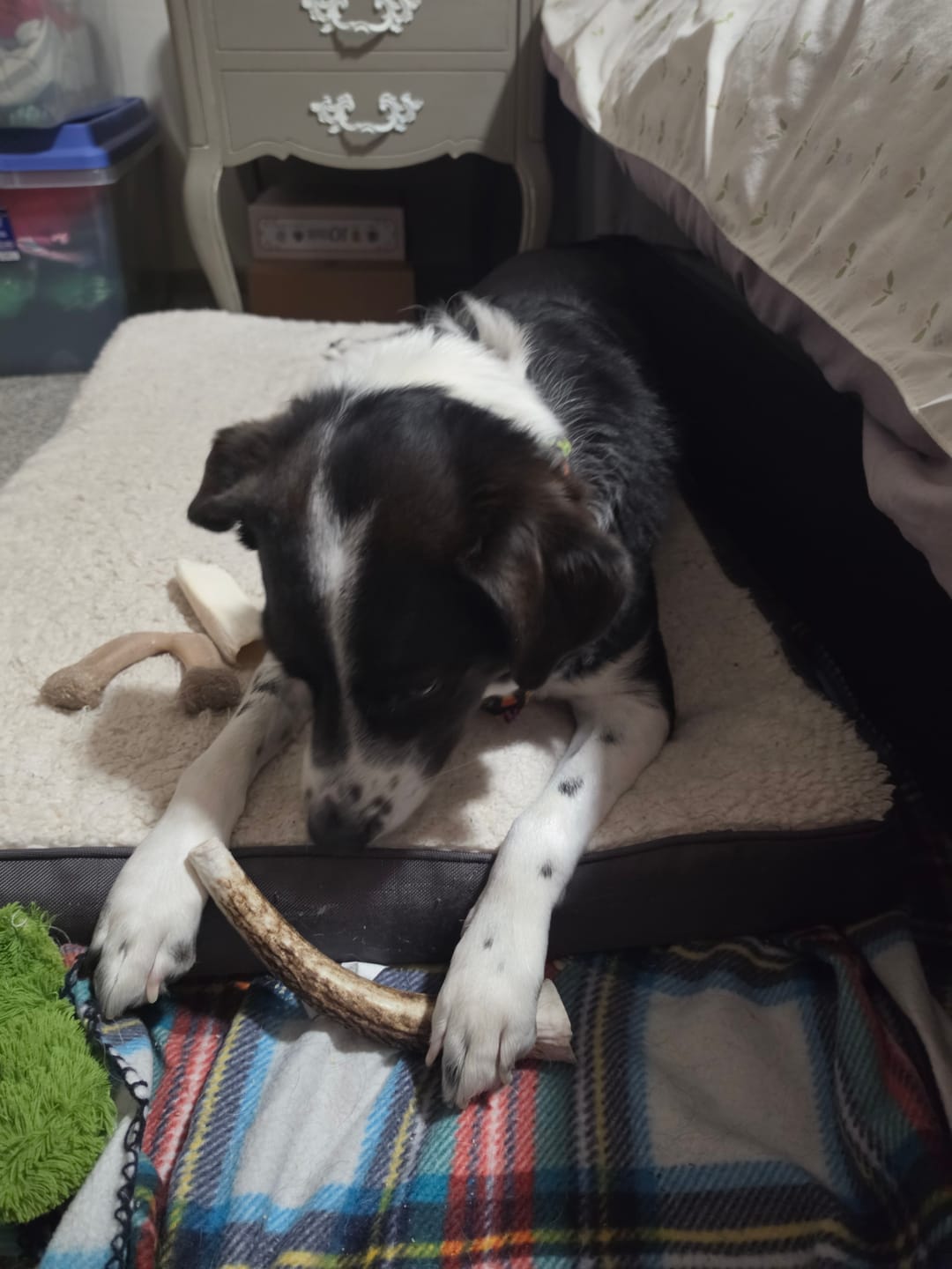 Customer photo review of Large Elk Chew