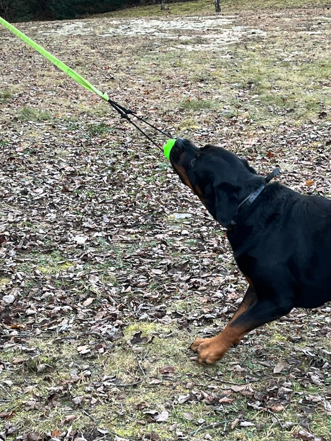 Customer photo review of FlexiPop™ - Juguete Bungee Interactivo