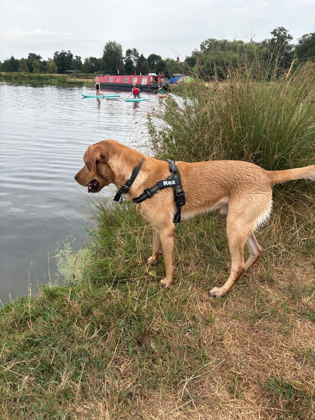 Customer photo review of HARNAIS ANTI-TRACTION POUR CHIEN