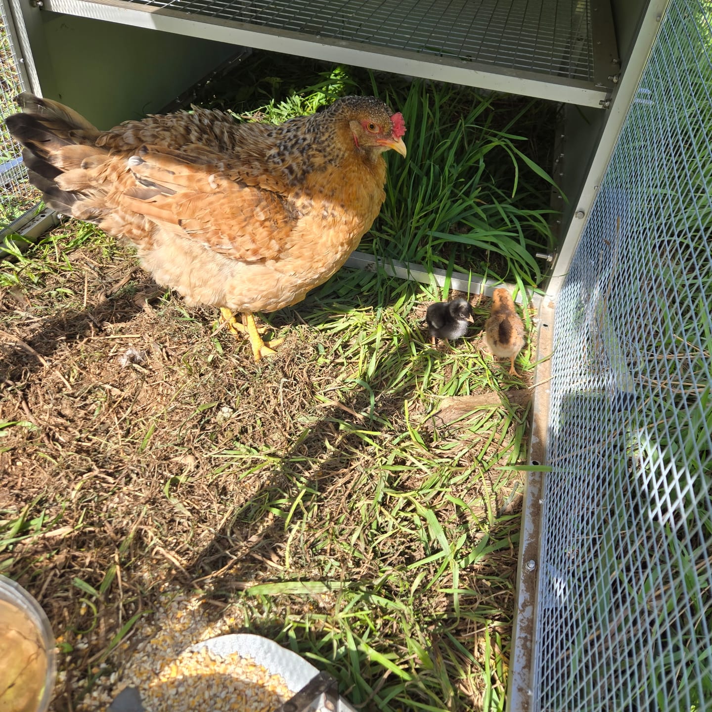 Customer photo review of Mobile Chicken Coop / Chicken Tractor