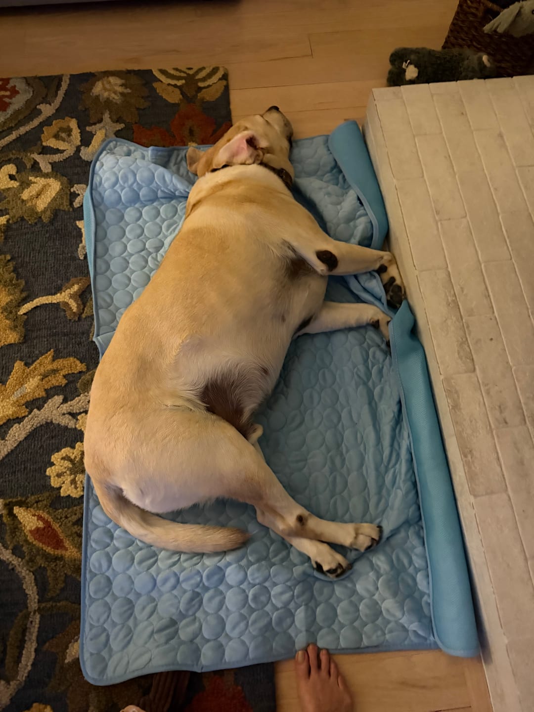 Customer photo review of PawLab Cooling Mat