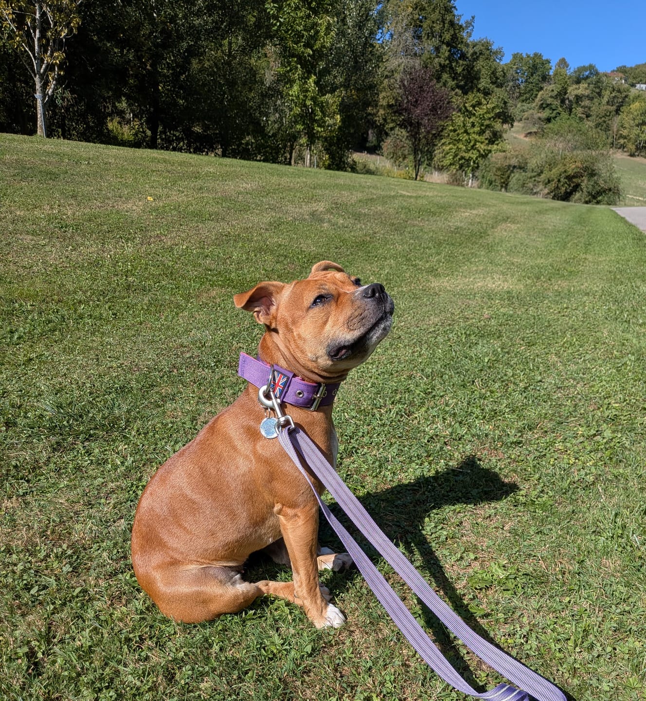 Customer photo review of Staffordshire Bull Terrier 1935® Nylon Collar - Purple & Neon Pink