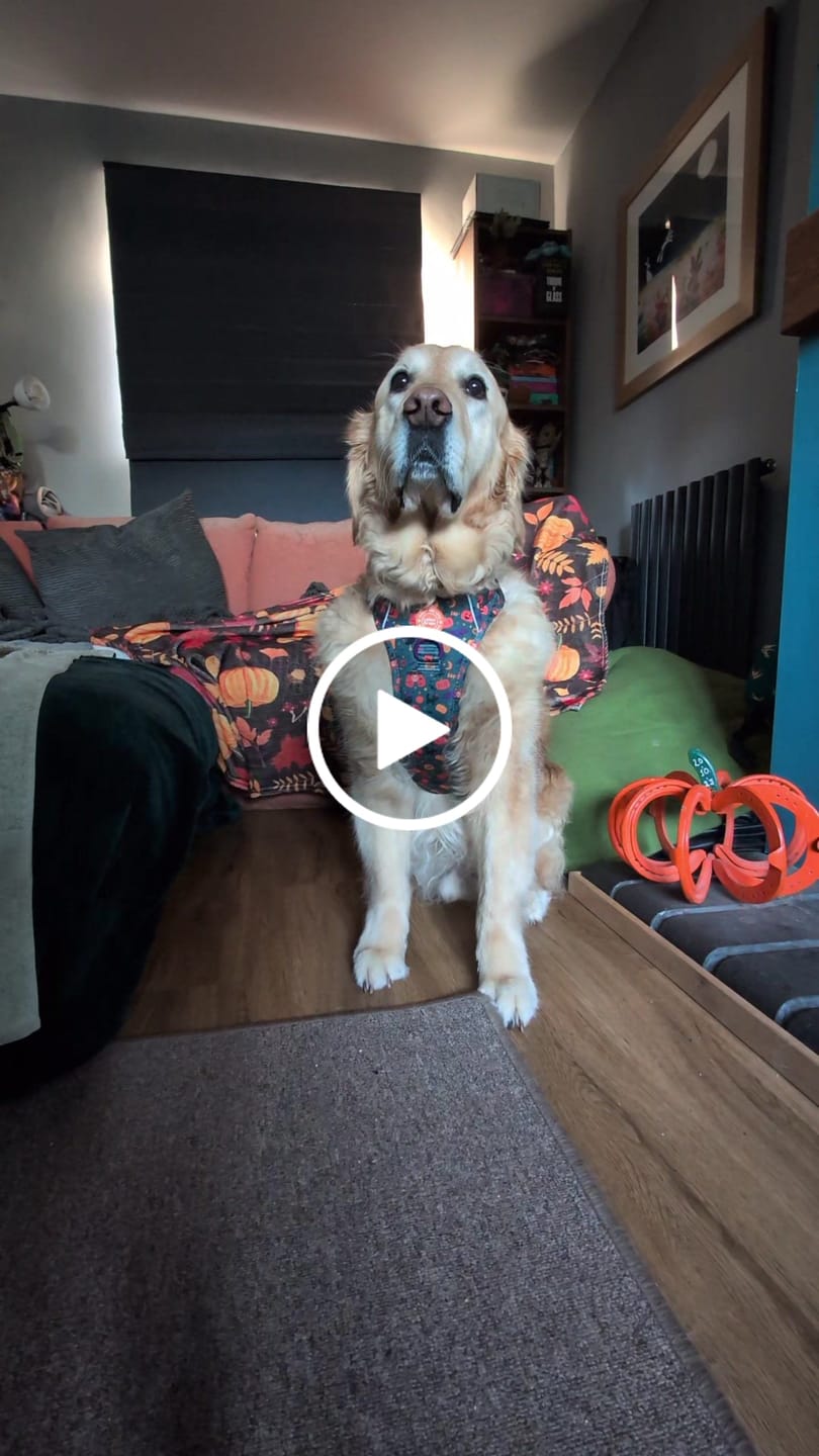 Customer video review of Spellbound Autumn Trail & Glow Dog Harness, Lead & Collar Bundle