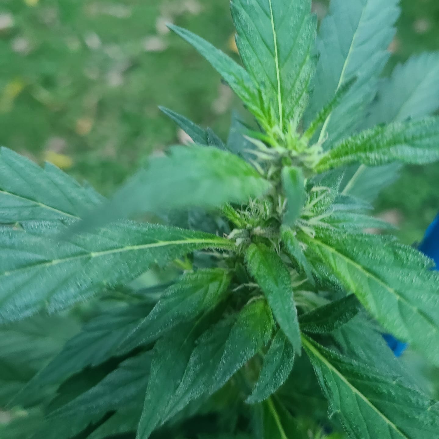 Customer photo review of MUHA Meds THCa 510 Cartridge - 2G