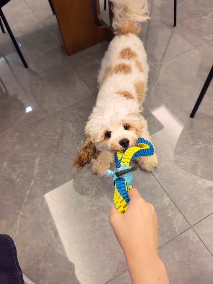Customer photo review of Teeth Cleaning Ring